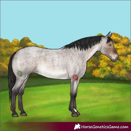 Horse Color:Brown Roan Dun 