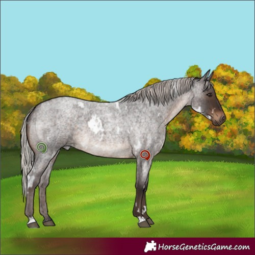 Horse Color:White Spotted Silver Brown Roan
