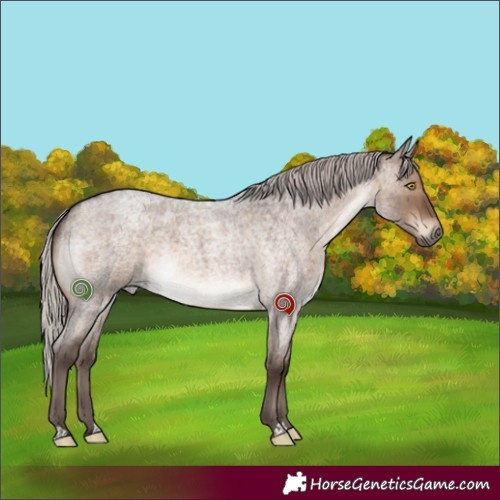 Horse Color:Silver Brown Roan Dun 