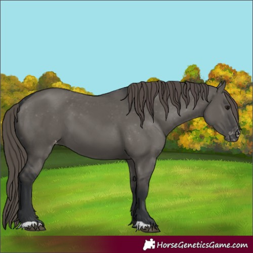 Horse Color:Grullo Appaloosa
