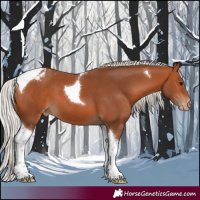 Horse Color:Silver Bay Tobiano Appaloosa