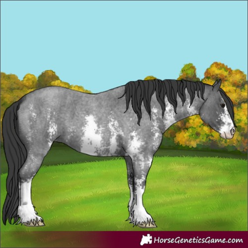 Horse Color:Blue Roan Sabino 