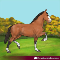 Horse Color:Bay 