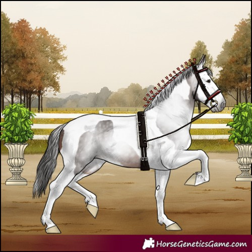 Horse Color:Gray Bay Splash Tobiano 