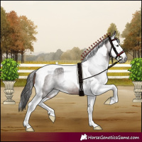 Horse Color:Gray Bay Splash Tobiano