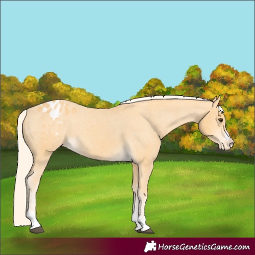 Horse Color:Palomino Appaloosa