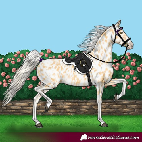 Horse Color:Palomino Near Leopard and Palomino Near Leopard