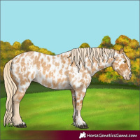 Horse Color:Palomino Roan Near Leopard  and Palomino Roan Near Leopard 