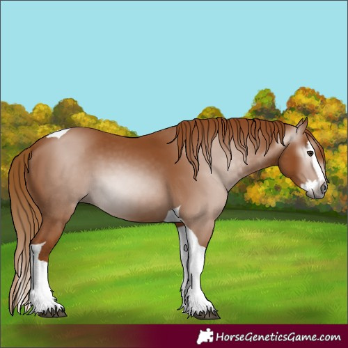 Horse Color:Gray Chestnut Splash Tobiano 
