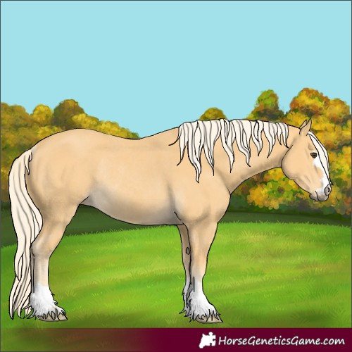 Horse Color:Palomino Rabicano 