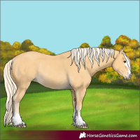 Horse Color:Palomino Rabicano