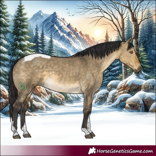 Horse Color:Buckskin Dun Tobiano