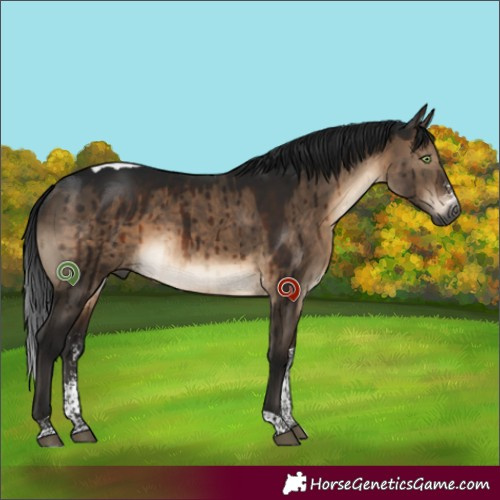 Horse Color:Gray Brown Dun Mushroom Sabino Tobiano Brindle 