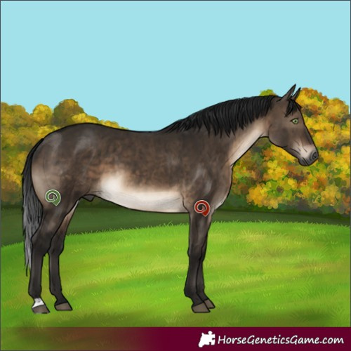 Horse Color:Gray Brown Dun Mushroom Brindle 