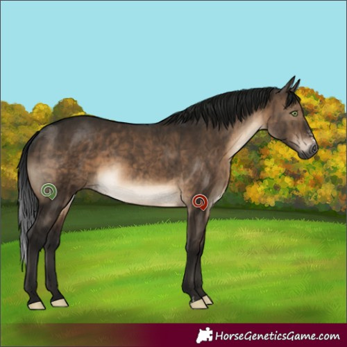 Horse Color:Gray Brown Dun Mushroom Sabino Brindle