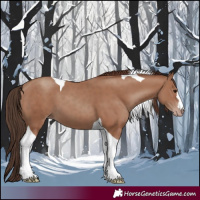 Horse Color:Classic Champagne Tobiano
