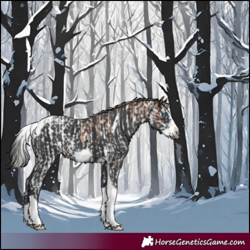 Horse Color:Silver Classic Champagne Sabino Splash Snowcap  and Black Tobiano Frame 