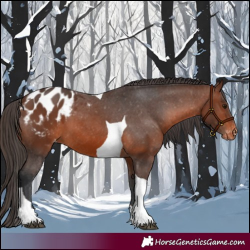 Horse Color:Brown Tobiano Blanket 