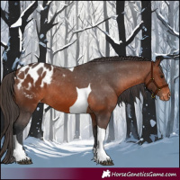 Horse Color:Brown Tobiano Appaloosa 