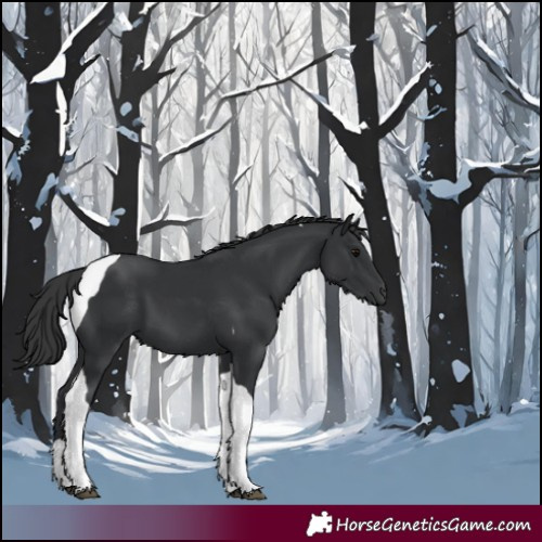 Horse Color:Black Tobiano 