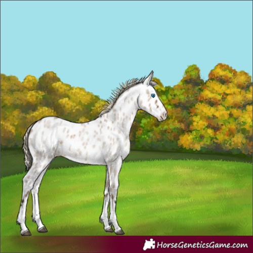 Horse Color:Liver Red Dun Roan Splash Leopard 