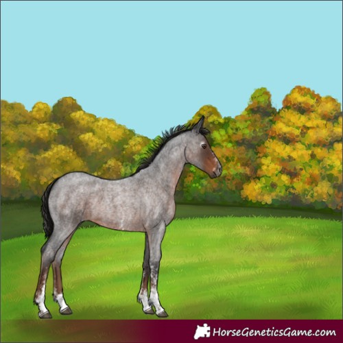 Horse Color:Gray Liver Red Roan Sabino 