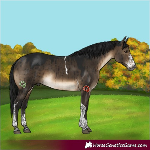 Horse Color:Gray Brown Dun Sabino Tobiano Brindle