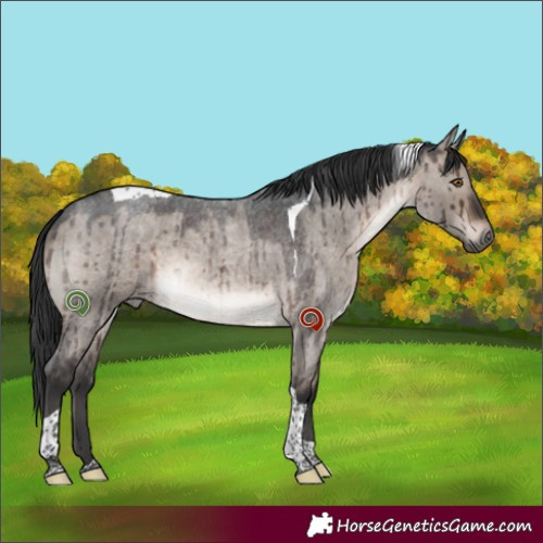 Horse Color:Brown Roan Dun Mushroom Tobiano Brindle