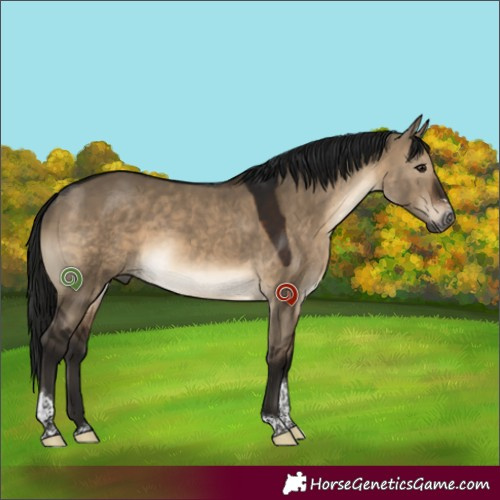 Horse Color:Gray Brown Dun Sabino Tobiano 