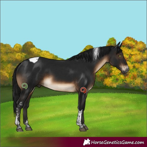 Horse Color:Gray Brown Sabino Tobiano 
