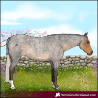 Horse Color:Silver Smoky Blue Roan 
