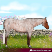 Horse Color:Silver Bay Roan 