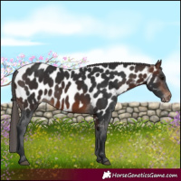 Horse Color:Brown Near Leopard