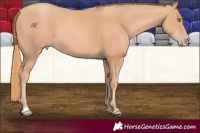 Horse Color:Gold Champagne 