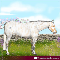 Horse Color:Silver Amber Cream Champagne Roan Near Leopard 