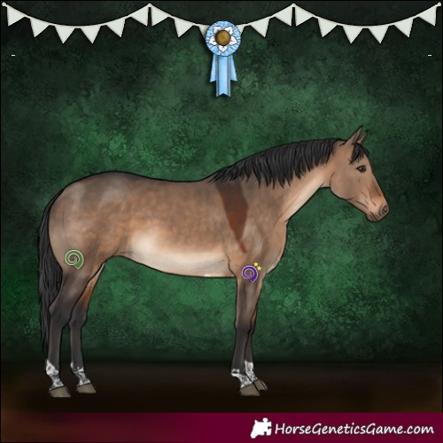 Horse Color:Brown Dun Tobiano