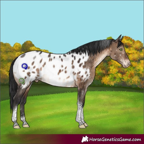 Horse Color:Brown Dun Tobiano Appaloosa Rabicano Brindle