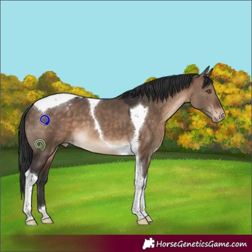 Horse Color:Brown Dun Tobiano Blanket 
