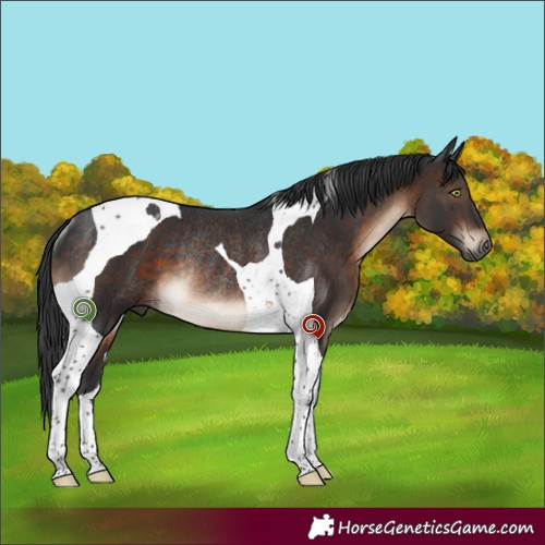 Horse Color:Brown Tobiano Rabicano