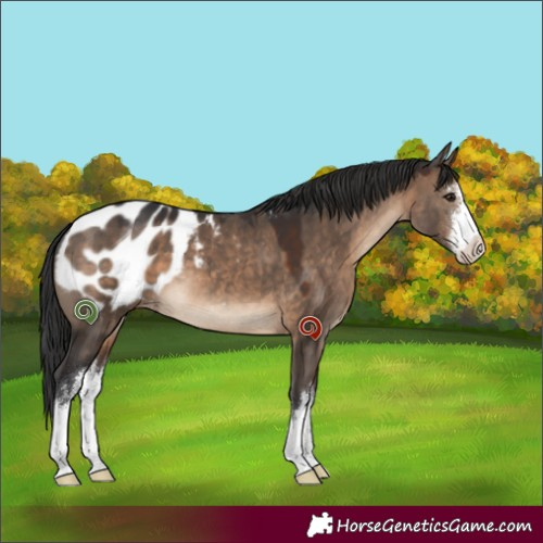 Horse Color:White Spotted Brown Dun Appaloosa 