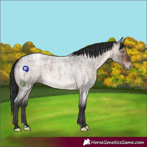 Horse Color:Brown Roan Dun Appaloosa Brindle