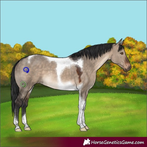 Horse Color:Brown Dun Tobiano 