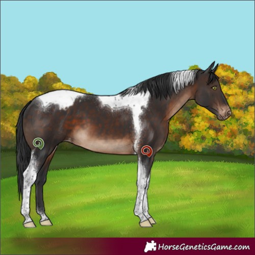 Horse Color:Brown Tobiano Appaloosa 