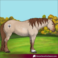 Horse Color:Red Dun 