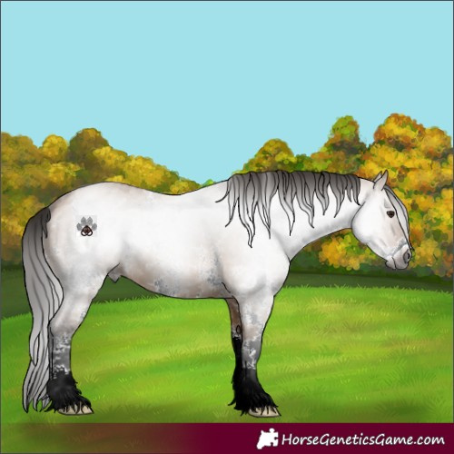 Horse Color:Gray Bay Dun Sabino 