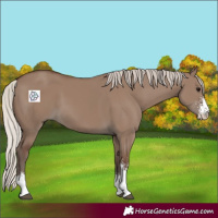 Horse Color:Silver Grullo Sabino