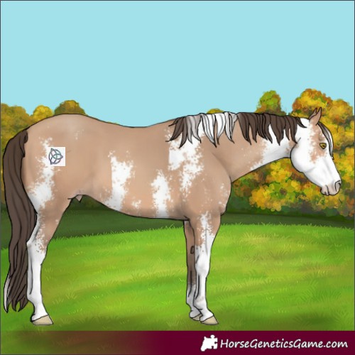Horse Color:Amber Champagne Sabino