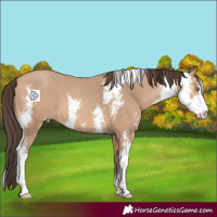 Horse Color:Amber Champagne Sabino 