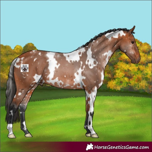 Horse Color:White Spotted Bay 