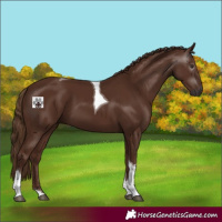Horse Color:Gray Chestnut Tobiano 